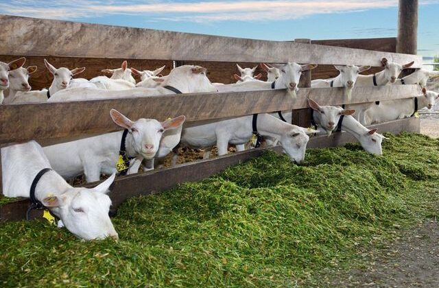 Ülkeyi ayağa kaldıran olay: 19 yaşındaki genç ahırdaki keçileri istismar etti