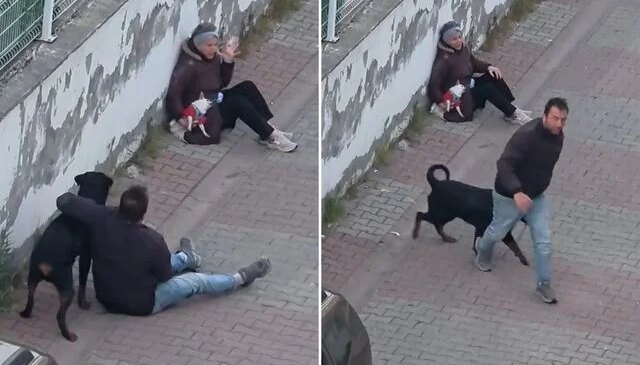Rottweiler, küçük köpeğe saldırdı! Kadının çığlıkları mahalleyi inletti