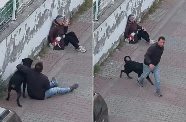 Rottweiler, küçük köpeğe saldırdı! Kadının çığlıkları mahalleyi inletti