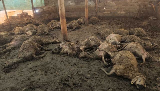 Üreticinin tüm birikimi bir gecede yok oldu