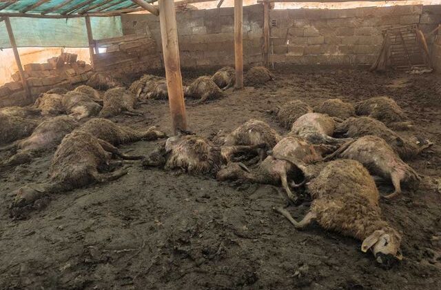 Üreticinin tüm birikimi bir gecede yok oldu