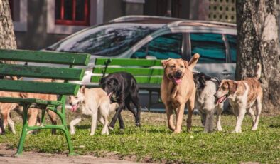 Valilikten sokak hayvanları iddialarına yanıt: Geri adım yok