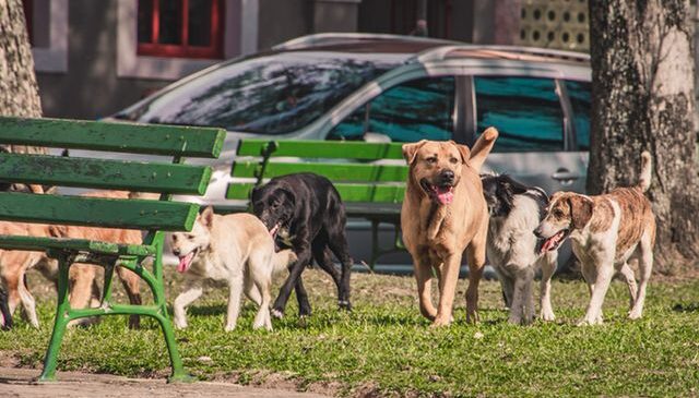 Valilikten sokak hayvanları iddialarına yanıt: Geri adım yok