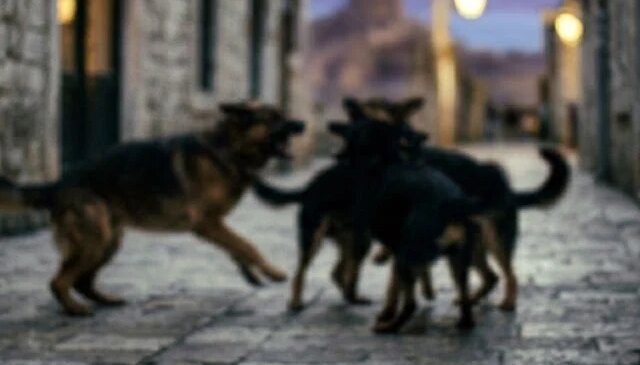 Van’da sahipsiz köpeklerin saldırısı sonucu bir çocuk hayatını kaybetti, bir çocuk yaralandı