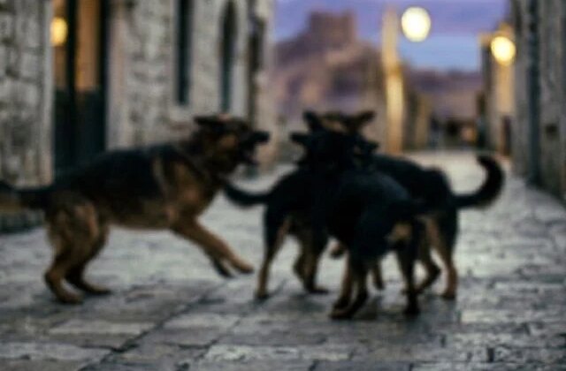 Van’da sahipsiz köpeklerin saldırısı sonucu bir çocuk hayatını kaybetti, bir çocuk yaralandı