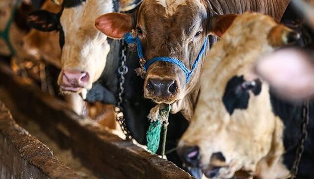 Vekaletle kurban kesim bedelleri belirlendi