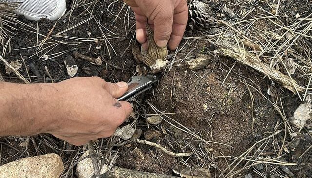 Kastamonu’da yanan ormanlık alanın küllerinden servet doğdu: Kilosu 7 bin lira