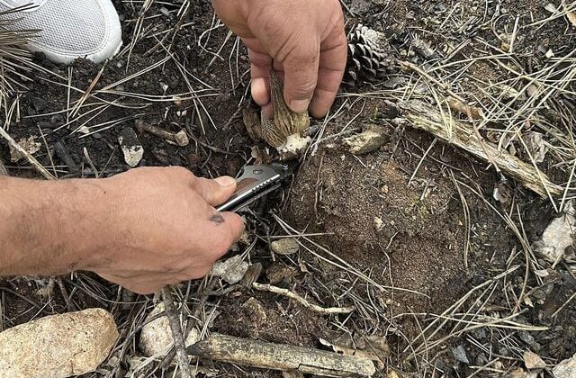 Kastamonu’da yanan ormanlık alanın küllerinden servet doğdu: Kilosu 7 bin lira