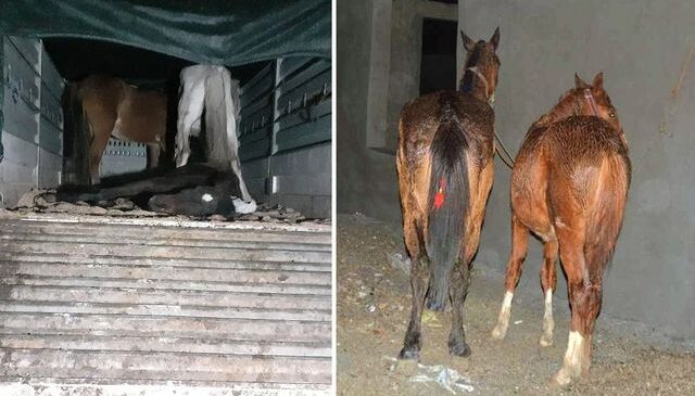 Yine aynı şehir yine aynı skandal: Vatandaşa at ve eşek eti yedirdiler