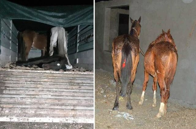 Yine aynı şehir yine aynı skandal: Vatandaşa at ve eşek eti yedirdiler