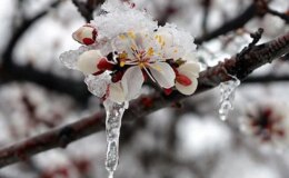 Zirai don, kar, yağmur! 42 il için sarı kodlu uyarı verildi