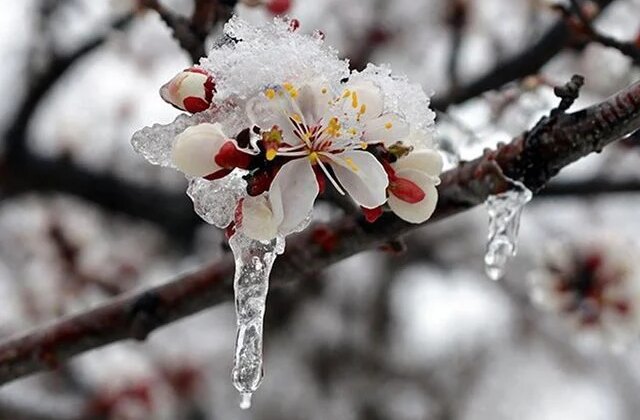 Zirai don, kar, yağmur! 42 il için sarı kodlu uyarı verildi