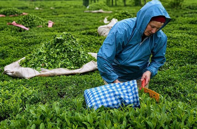 2026 yılı yaş çay alım fiyatı kilogram başına 35 lira olarak belirlendi