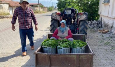 Üzümden önce yaprağı kazandırdı: Kapış kapış gidiyor