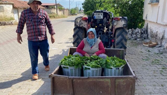 Üzümden önce yaprağı kazandırdı: Kapış kapış gidiyor