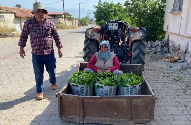 Üzümden önce yaprağı kazandırdı: Kapış kapış gidiyor
