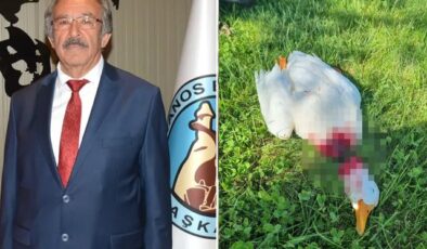 Kızılırmak kıyısında vahşet! Belediye başkanı görünce çıldırdı