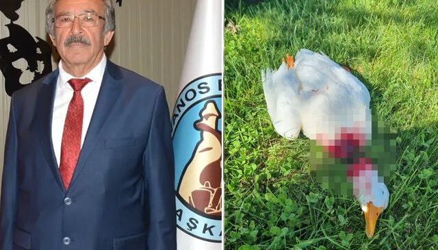 Kızılırmak kıyısında vahşet! Belediye başkanı görünce çıldırdı