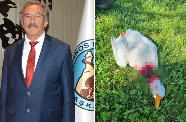 Kızılırmak kıyısında vahşet! Belediye başkanı görünce çıldırdı
