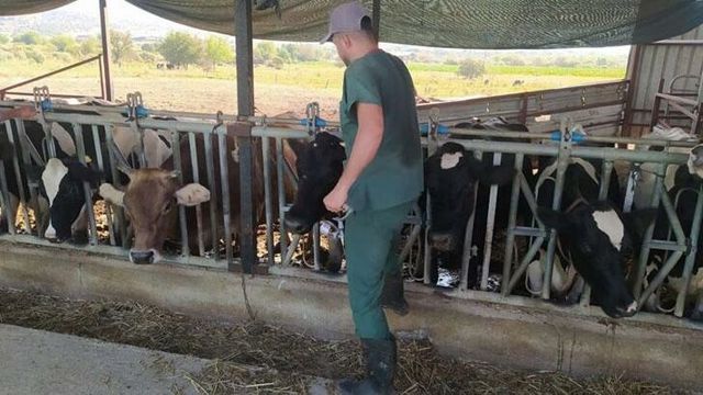 Aydın’da 17 mahallede şap hastalığı nedeniyle karantina tedbirleri alındı