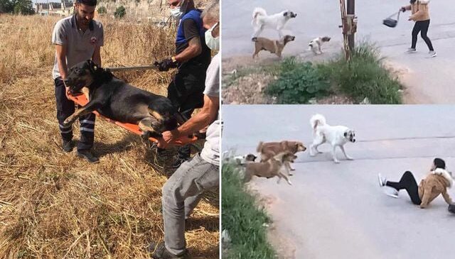 Bakan Çiftçi: Sahipsiz hayvanların yüzde 80’i toplandı, ekime kadar hepsini toplayacağız