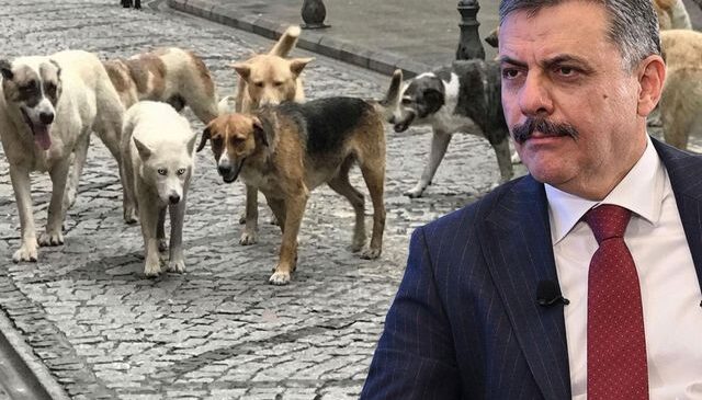 Bakan Çiftçi: Sokak hayvanlarının tamamını Eylül-Ekim aylarında toplamayı hedefliyoruz