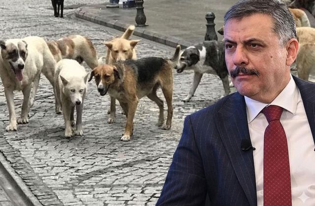 Bakan Çiftçi: Sokak hayvanlarının tamamını Eylül-Ekim aylarında toplamayı hedefliyoruz
