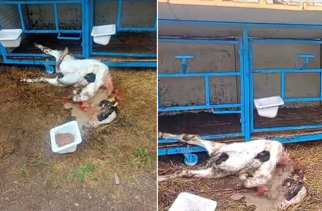 Başıboş köpekler buzağıyı parçaladı