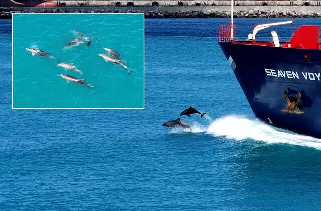 İstanbul Boğazı turkuaz renge büründü, yunuslar şov yaptı