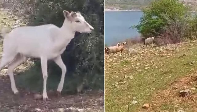 Elazığ’da beyaz ala geyik bu kez koyun sürüsünde görüldü
