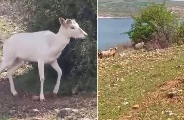 Elazığ’da beyaz ala geyik bu kez koyun sürüsünde görüldü