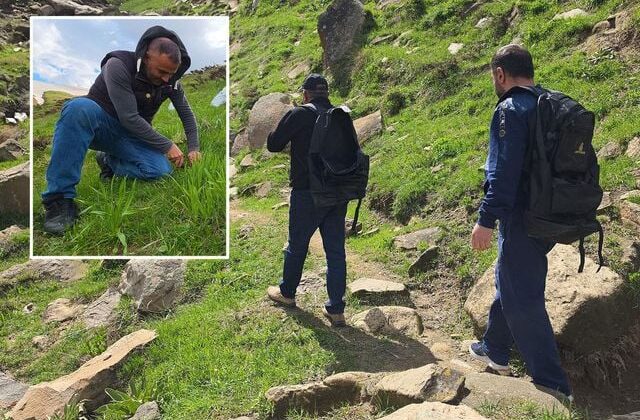 Zorlu yollara aldırmadan dik yamaçlara tırmanıp çiriş otu topluyorlar