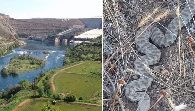 Bolu’dan sonra Elazığ’da da görüldü! Bir ısırığı öldürüyor