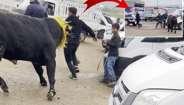 Canlı hayvan borsasında kaçan boğa paniğe neden oldu; o anlar kamerada