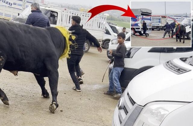 Canlı hayvan borsasında kaçan boğa paniğe neden oldu; o anlar kamerada