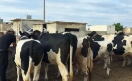 Duyanlar inanamıyor: Burada kurbanlık düze ve tosunlar 45 bin liraya satılıyor