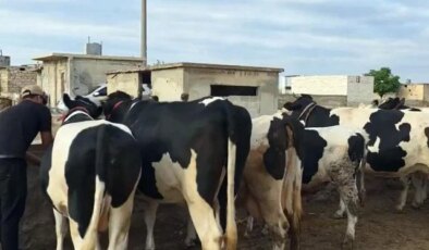 Duyanlar inanamıyor: Burada kurbanlık düze ve tosunlar 45 bin liraya satılıyor