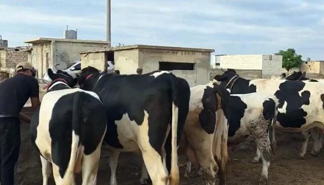 Duyanlar inanamıyor: Burada kurbanlık düze ve tosunlar 45 bin liraya satılıyor