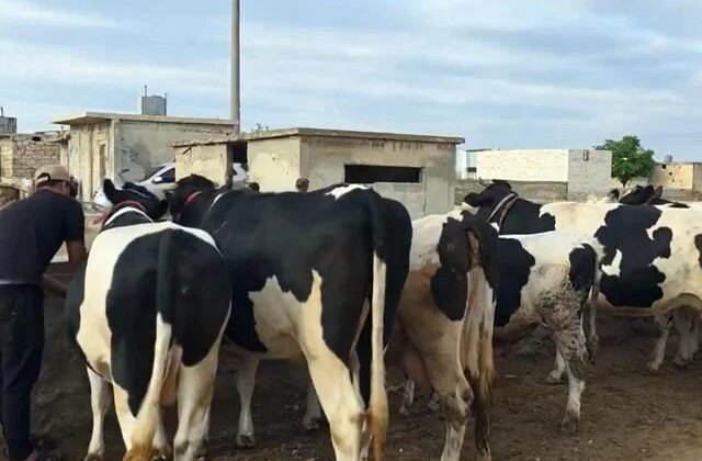 Duyanlar inanamıyor: Burada kurbanlık düze ve tosunlar 45 bin liraya satılıyor