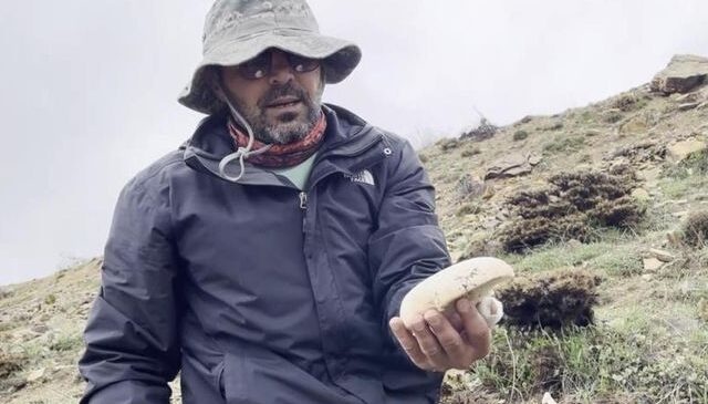 2 bin rakımda yetişen çaşır mantarı altınla yarışıyor