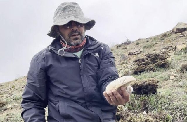 2 bin rakımda yetişen çaşır mantarı altınla yarışıyor