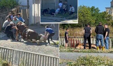 Esenyurt’ta kaçak kurban kesenlere ceza