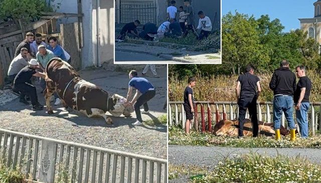 Esenyurt’ta kaçak kurban kesenlere ceza