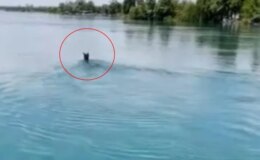 Fırat Nehri’nin ortasında görenler gözlerine inanamadı