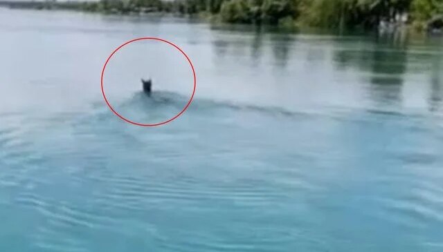Fırat Nehri’nin ortasında görenler gözlerine inanamadı