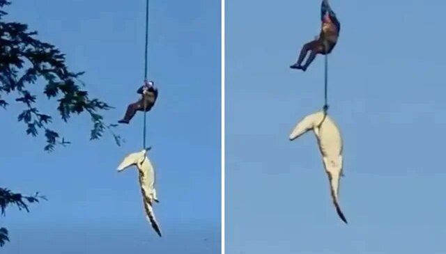 Helikopterle timsah avı: İnsan yiyen canavarı nehirden böyle çıkardılar