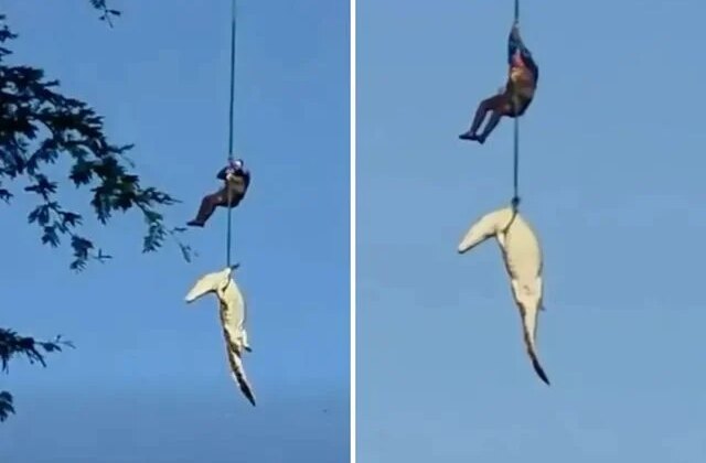 Helikopterle timsah avı: İnsan yiyen canavarı nehirden böyle çıkardılar
