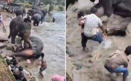 Hindistan’da iki fil birbirine girdi, bir turist hayatını kaybetti