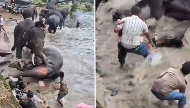 Hindistan’da iki fil birbirine girdi, bir turist hayatını kaybetti