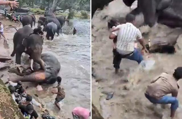 Hindistan’da iki fil birbirine girdi, bir turist hayatını kaybetti